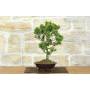 2 - Japanische Zypresse Bonsai (9)