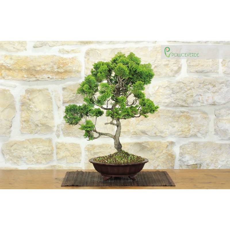 Japanische Zypresse Bonsai (9) | 170,00  | Pollice Verde