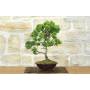 3 - Japanische Zypresse Bonsai (9)