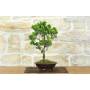 4 - Japanische Zypresse Bonsai (9)