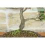 5 - Japanische Zypresse Bonsai (9)