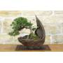 1 - Bonsai di Ginepro Kishu in pietra di luna (132)