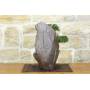 2 - Bonsai di Ginepro Kishu in pietra di luna (132)