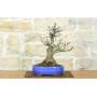3 - Bonsai di Melo selvatico (145)