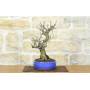 4 - Bonsai di Melo selvatico (145)