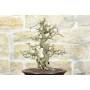 6 - Bonsai di Melograno giapponese "Nejikan" (25)