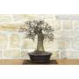 2 - Bonsai di Olmo Campestre (60)