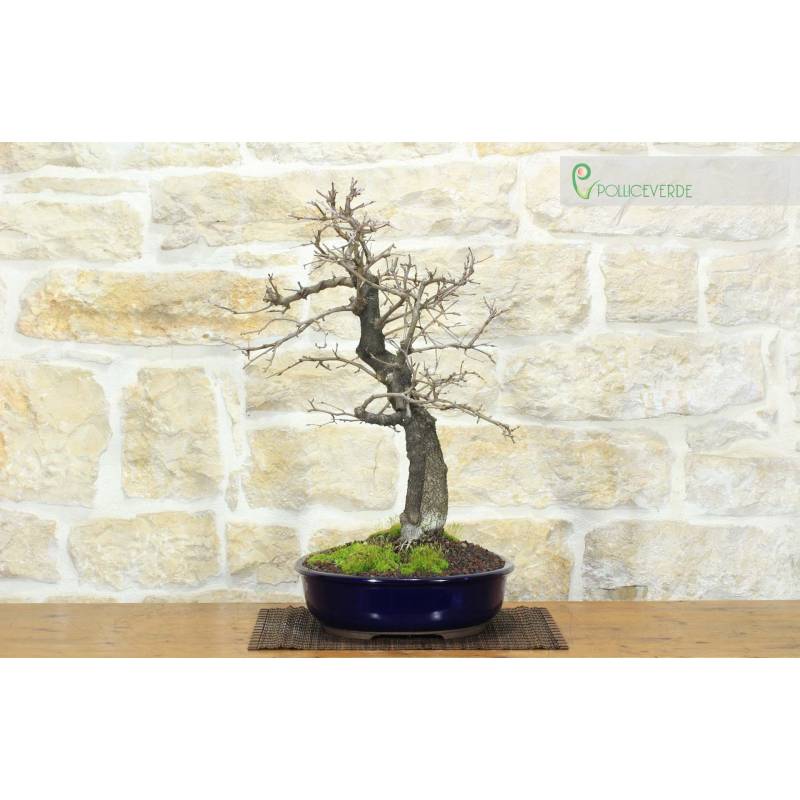 Blhende Kirsche Bonsai (11) | 390,00  | Pollice Verde