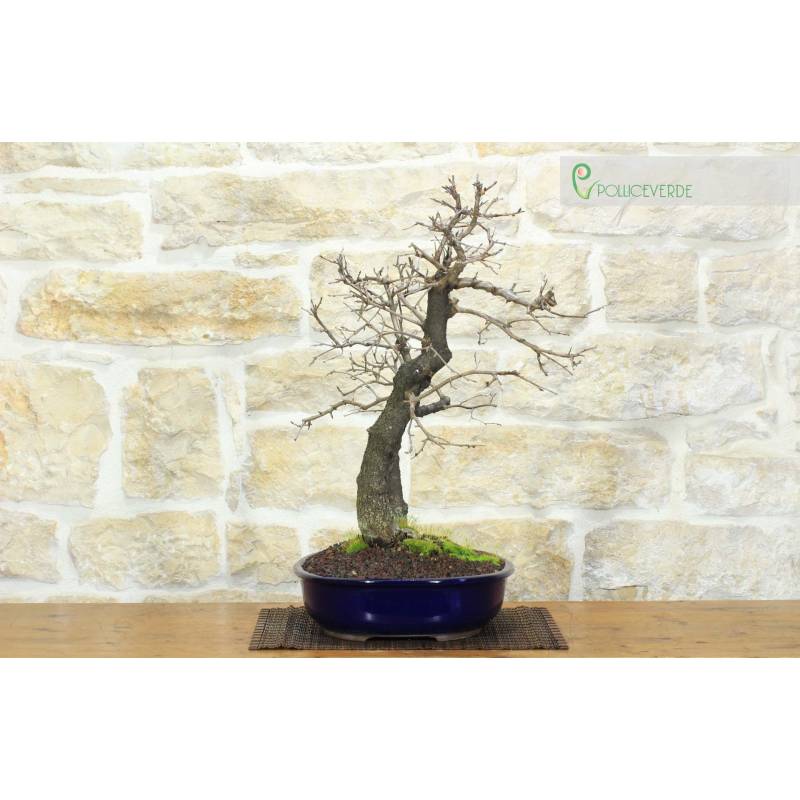 Blhende Kirsche Bonsai (11) | 390,00  | Pollice Verde