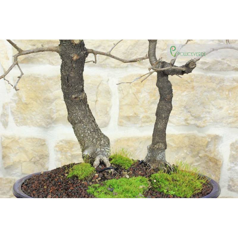 Bonsai di Ciliegio da Fiore (11) | 390,00  | Pollice Verde
