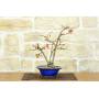 1 - Bonsai di Cotogno giapponese a fiore rosa (15)