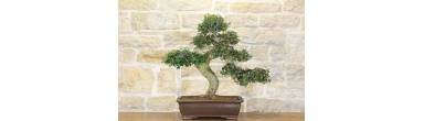 Bonsai Zelkova Parvifolia: Guida Completa, Cura e Differenze