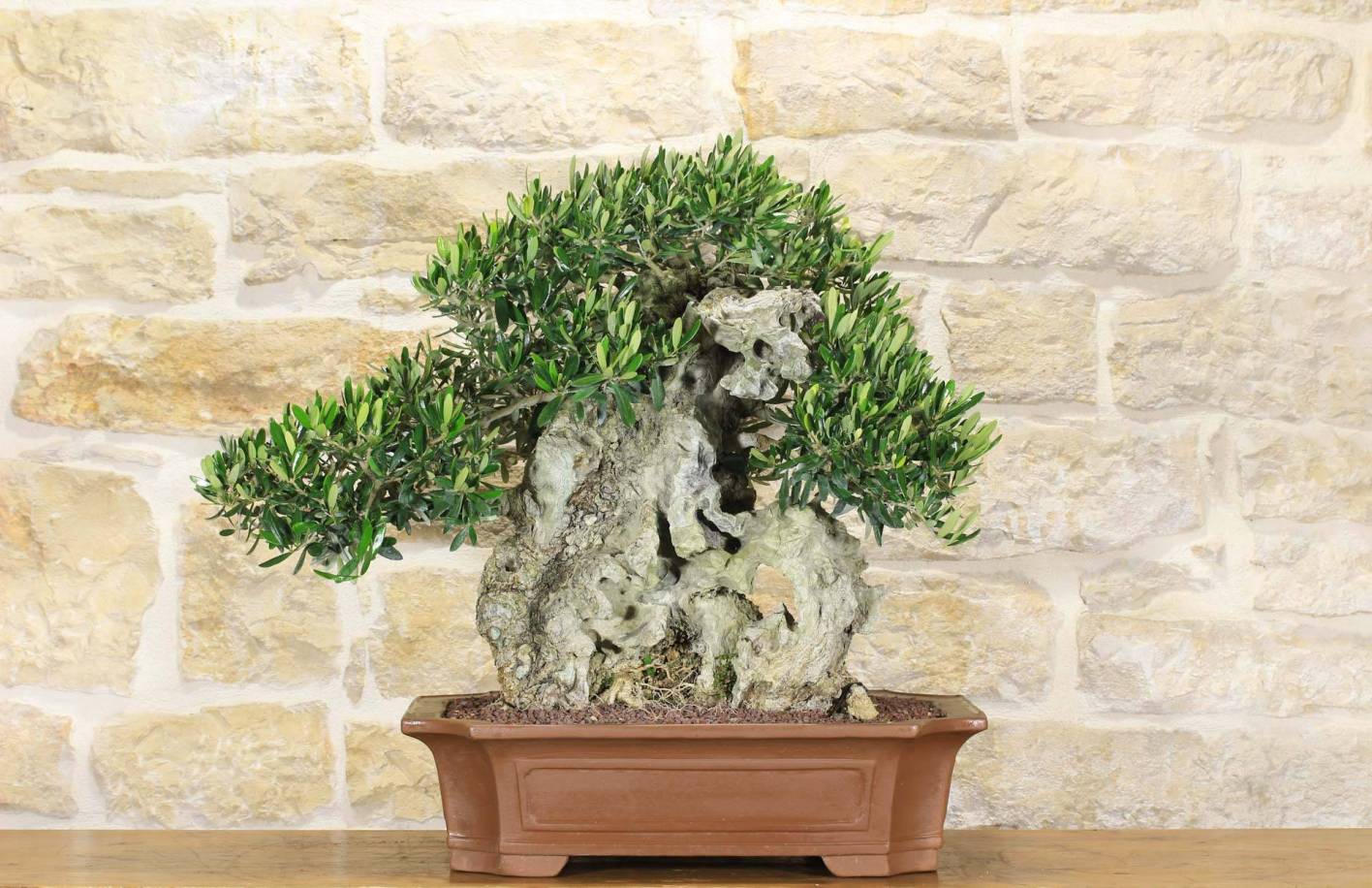 Bonsai Olivo: Guida Completa, Potatura e Segreti di Coltivazione