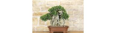 Bonsai Olivo: Guida Completa, Potatura e Segreti di Coltivazione
