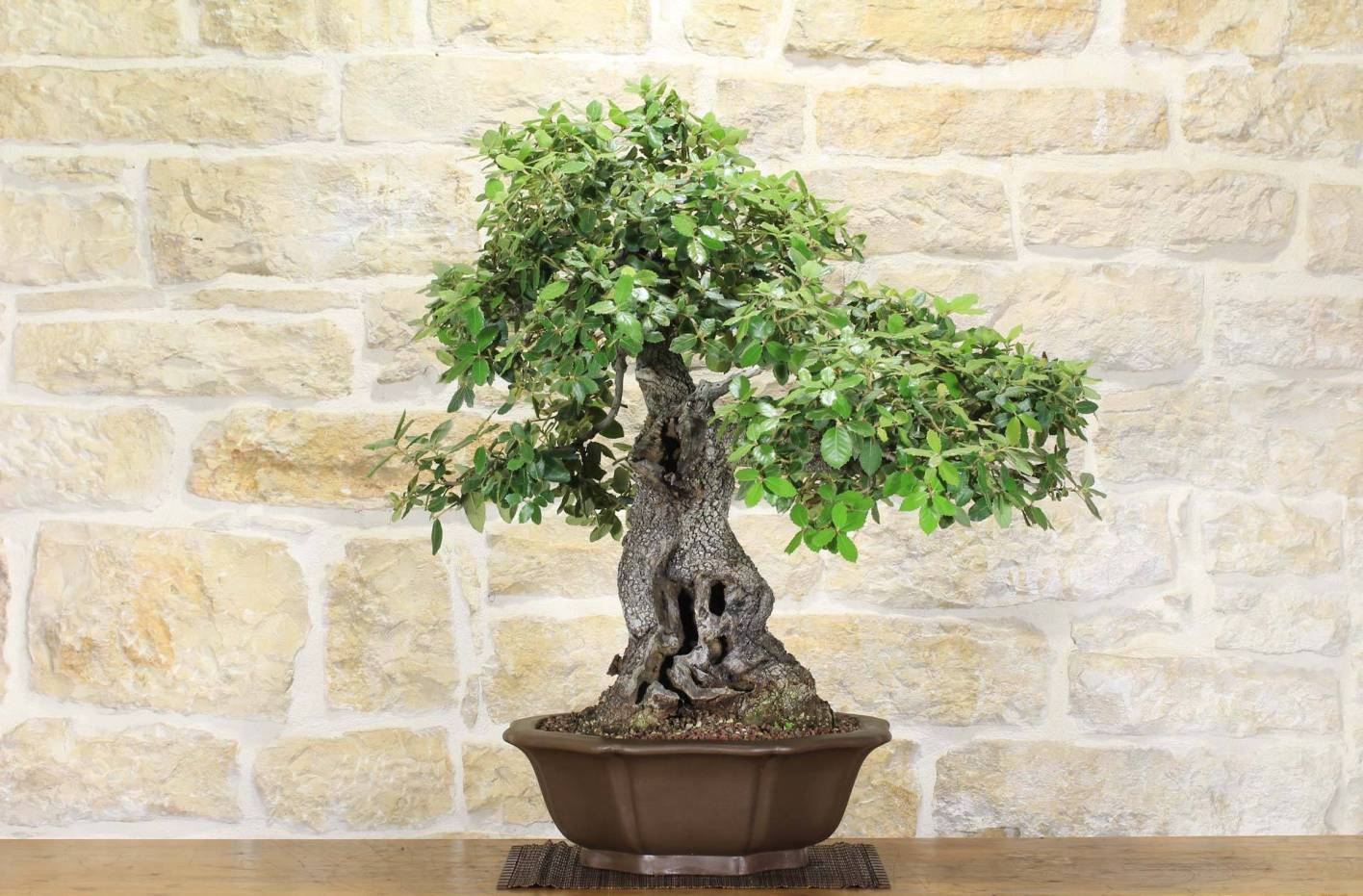 Bonsai Holm Oak: Complete Guide, Pruning and Care (Quercus Ilex)