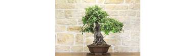 Bonsai Leccio: Guida Completa, Potatura e Cura (Quercus Ilex)