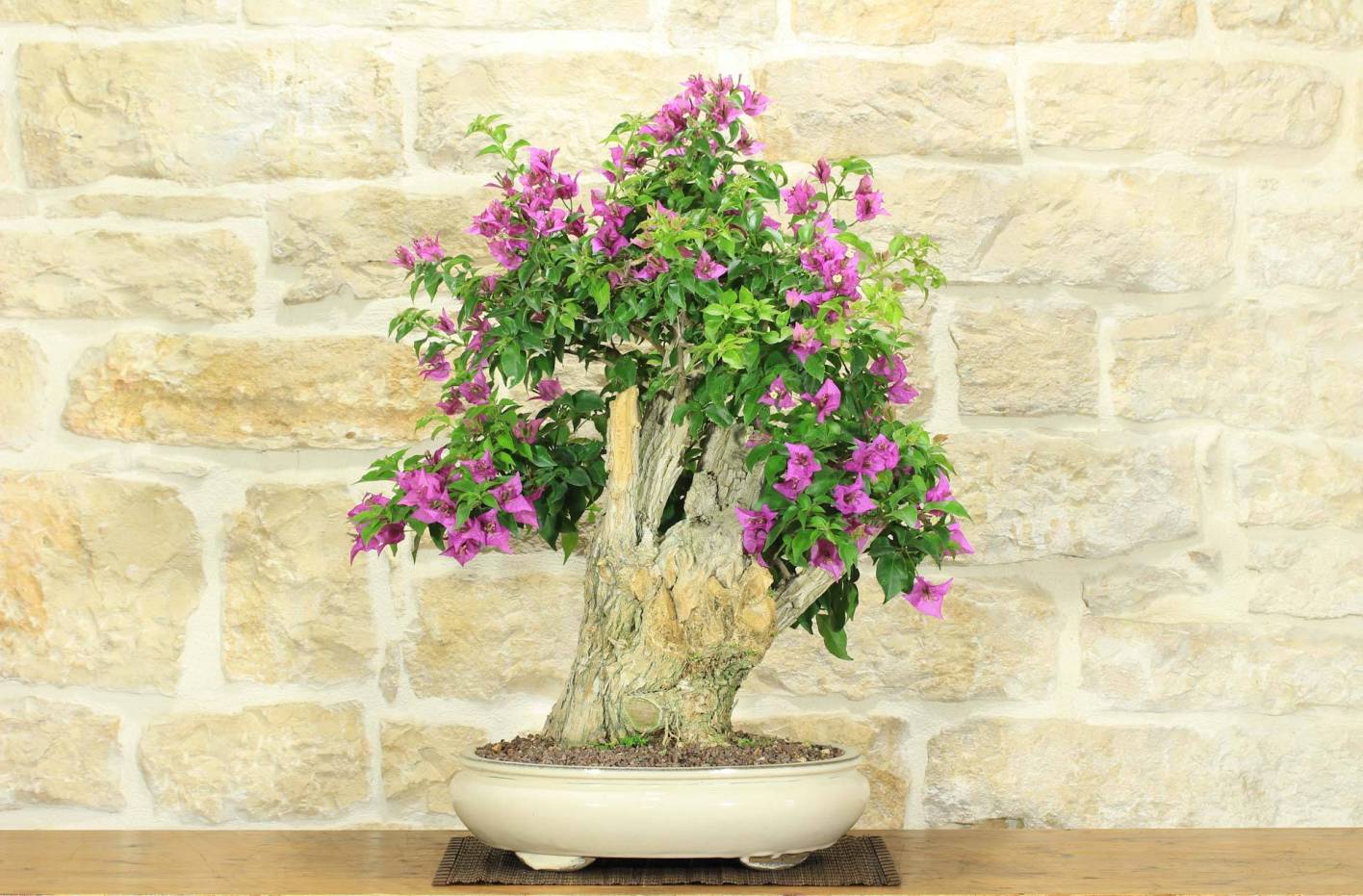 Bonsai Bougainvillea: Complete Guide to Flowering and Summer Care