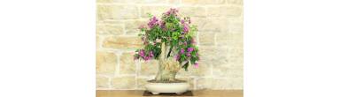 Bonsai Bougainvillea: Guida Completa alla Fioritura e Cura Estiva