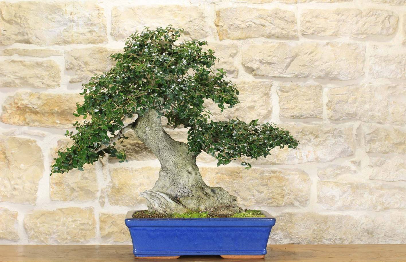 Phillyrea Bonsai: Vollständige Anleitung, Trockenholz und Pflege