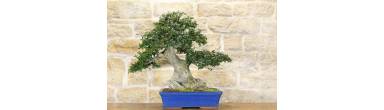 Bonsai Phillyrea: Guida Completa, Legna Secca e Cura