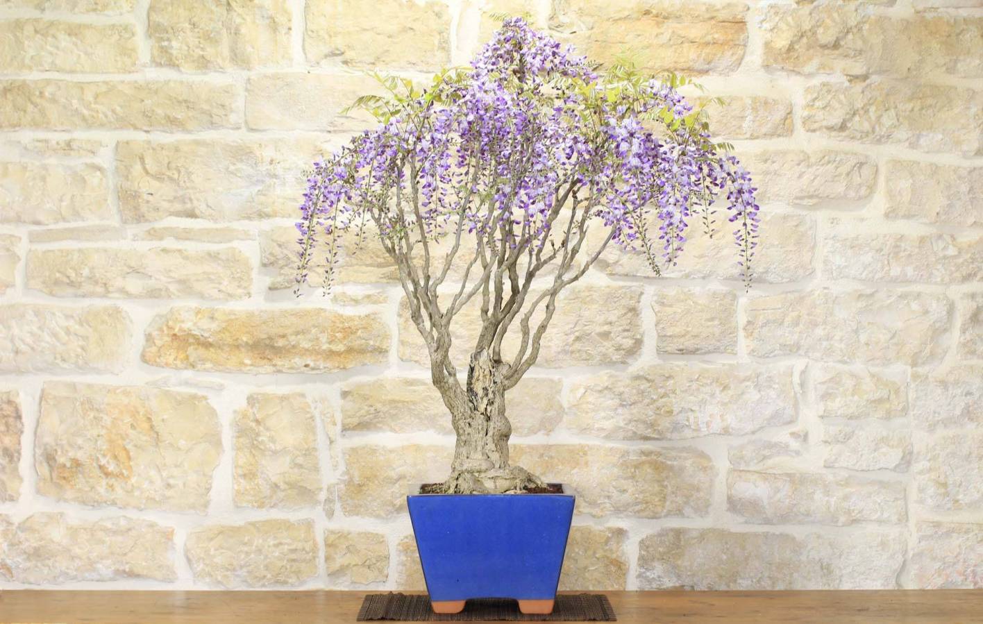 Bonsaï de Glycine : floraison et taille