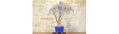 Bonsai Glicine: Guida alla Fioritura Spettacolare e Potatura