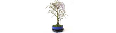 WISTERIA-BONSAI