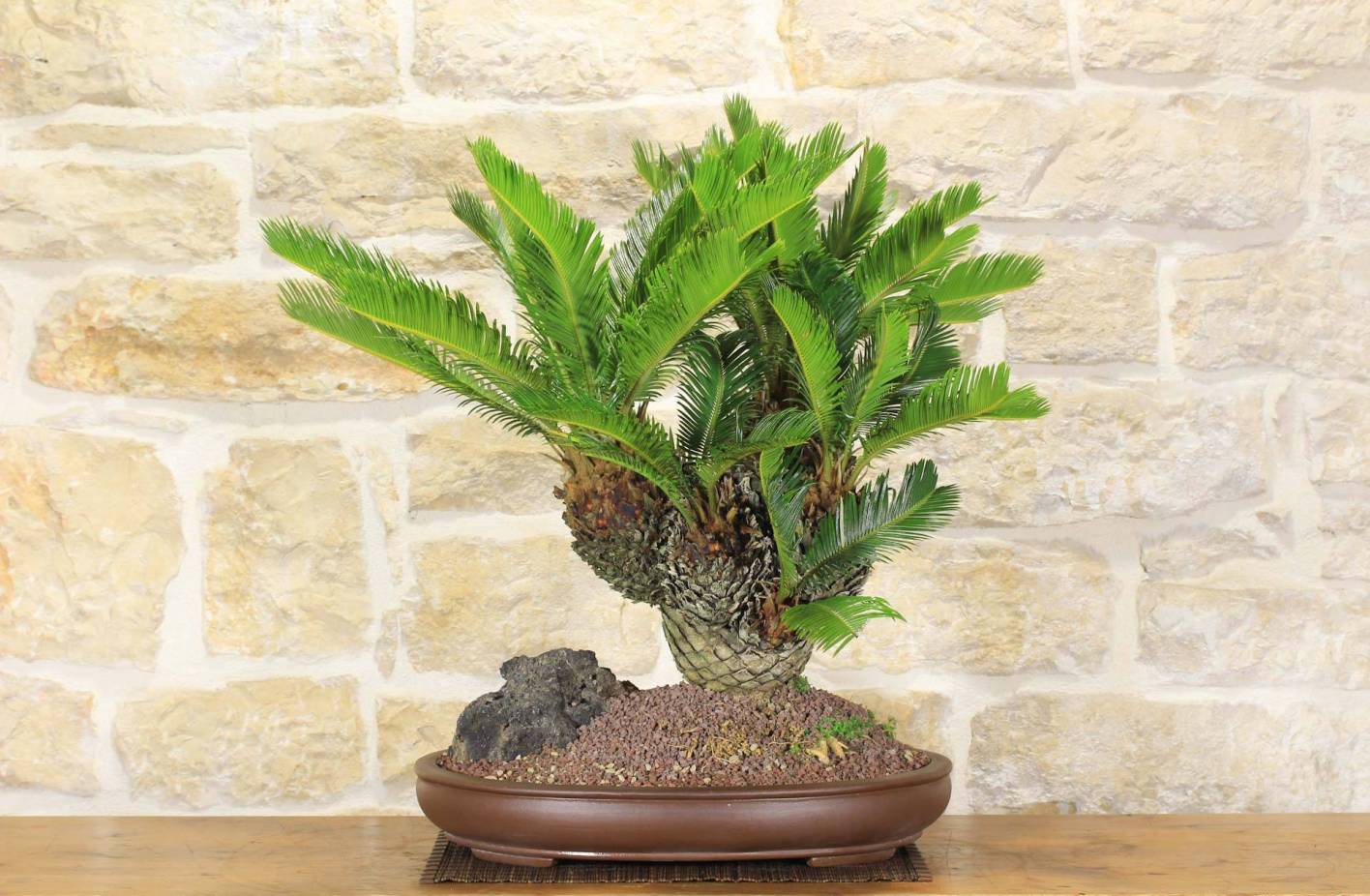 Bonsai Cycas Revoluta: Care, Cultivation and Compact Leaves