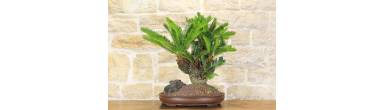 Bonsai Cycas Revoluta: Cura, Coltivazione e Foglie Compatte