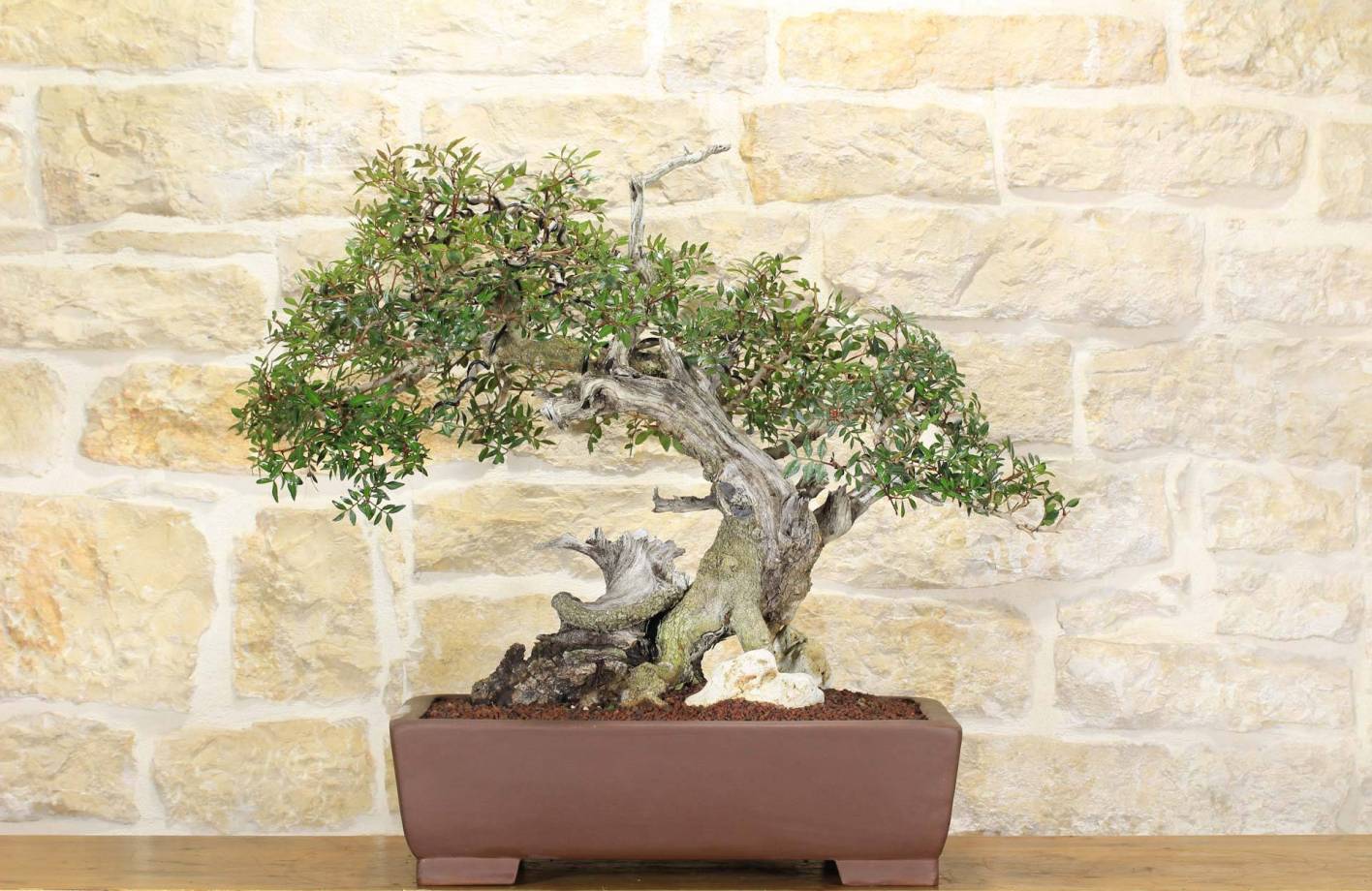 Bonsai Lentiscus: Complete Guide, Pruning and Care (Pistacia Lentiscus)