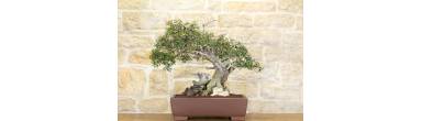 Bonsai Lentiscus: Complete Guide, Pruning and Care (Pistacia Lentiscus)
