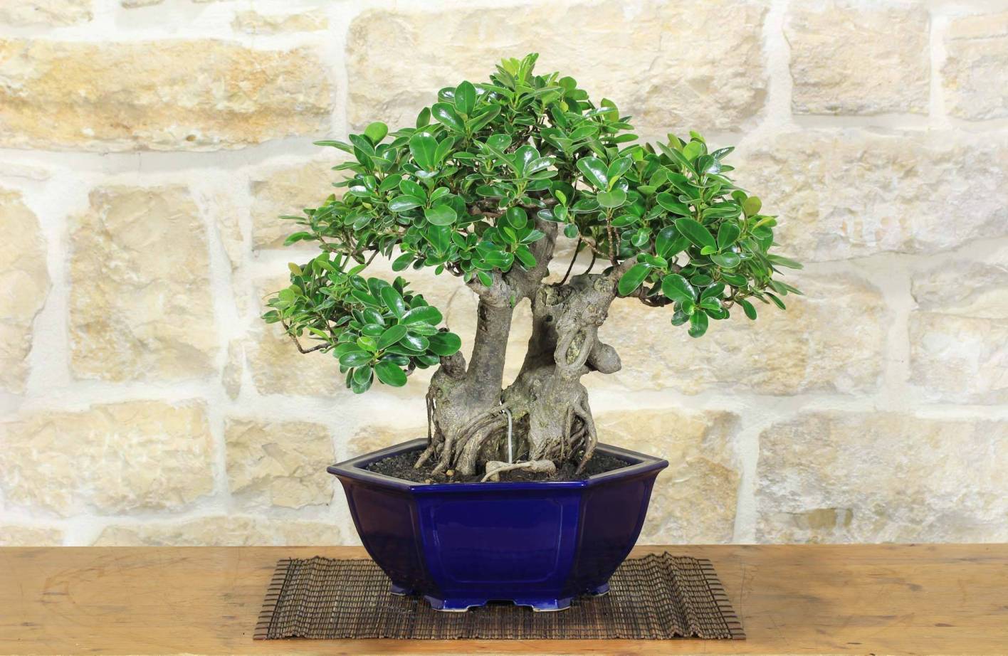 Ficus Panda Bonsai: Care, Interior and Cultivation Guide