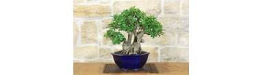 Bonsai Ficus Panda: Guida alla Cura, Interno e Coltivazione