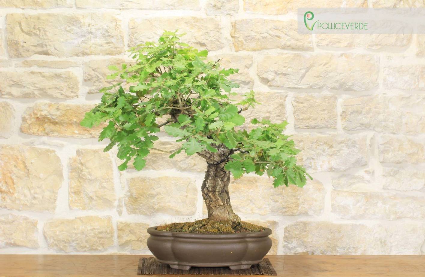 Flaumeichen-Bonsai: Pflege, Blätter, Praxis