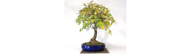 DURKY-BONSAI