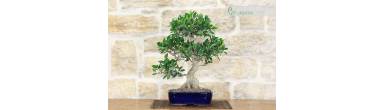 Bonsai Ficus Retusa: Guida Completa, Cura e Radici Aeree