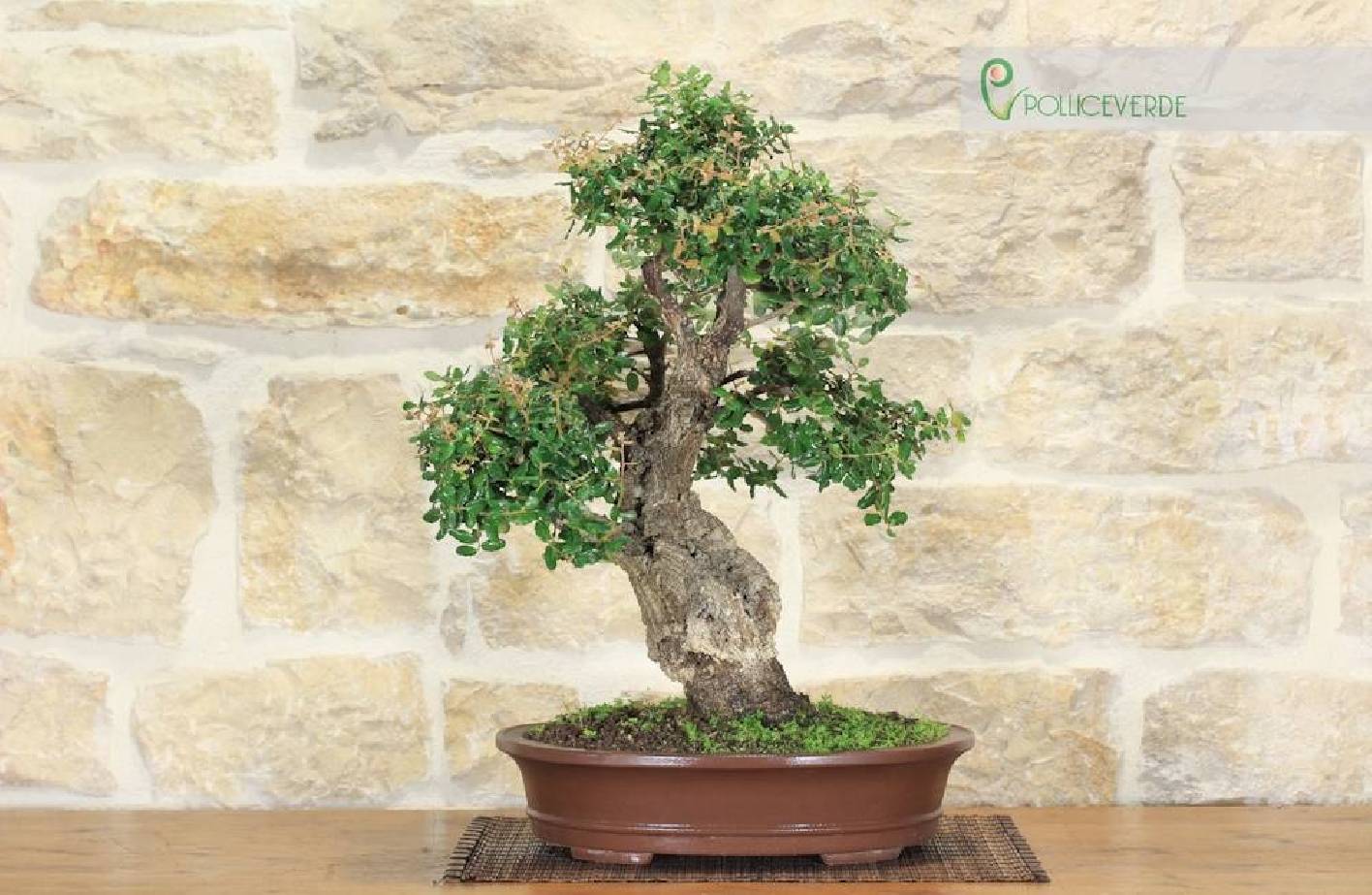 Cork Bonsai: Complete Guide, Bark and Cultivation