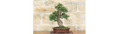 Bonsai Sughera: Guida Completa, Corteccia e Coltivazione