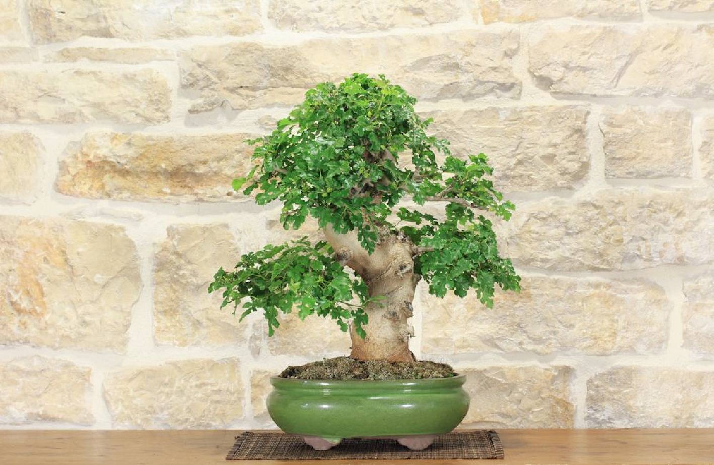 Mulberry Bonsai: Growing Guide, Fruits and Repotting