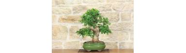Bonsai di Gelso: Guida alla Coltivazione, Frutti e Rinvaso