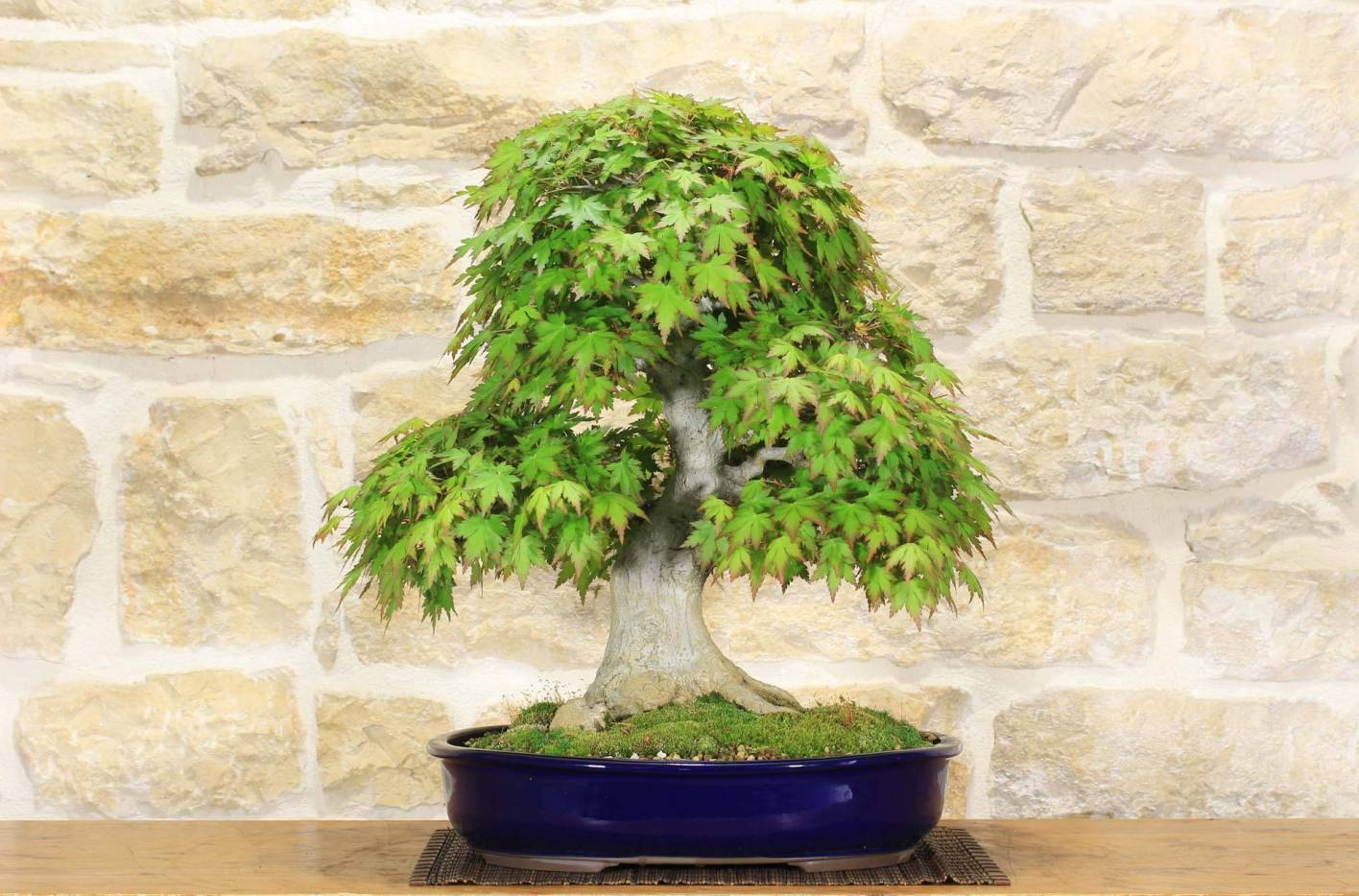 Maple palmate bonsai - Complete botanical sheet