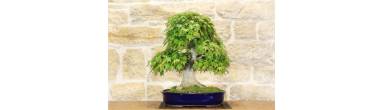 Maple palmate bonsai - Complete botanical sheet