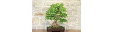 Bonsai Acero Tridente: Guida Completa alla Coltivazione e Cura