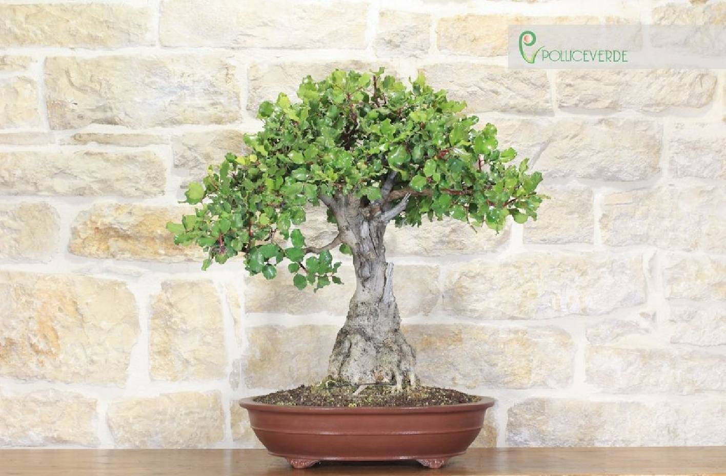 Carob Bonsai: A Guide to Growing a Mediterranean Essence