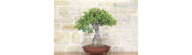 Bonsai Carrubo: Guida alla Coltivazione di un'Essenza Mediterranea