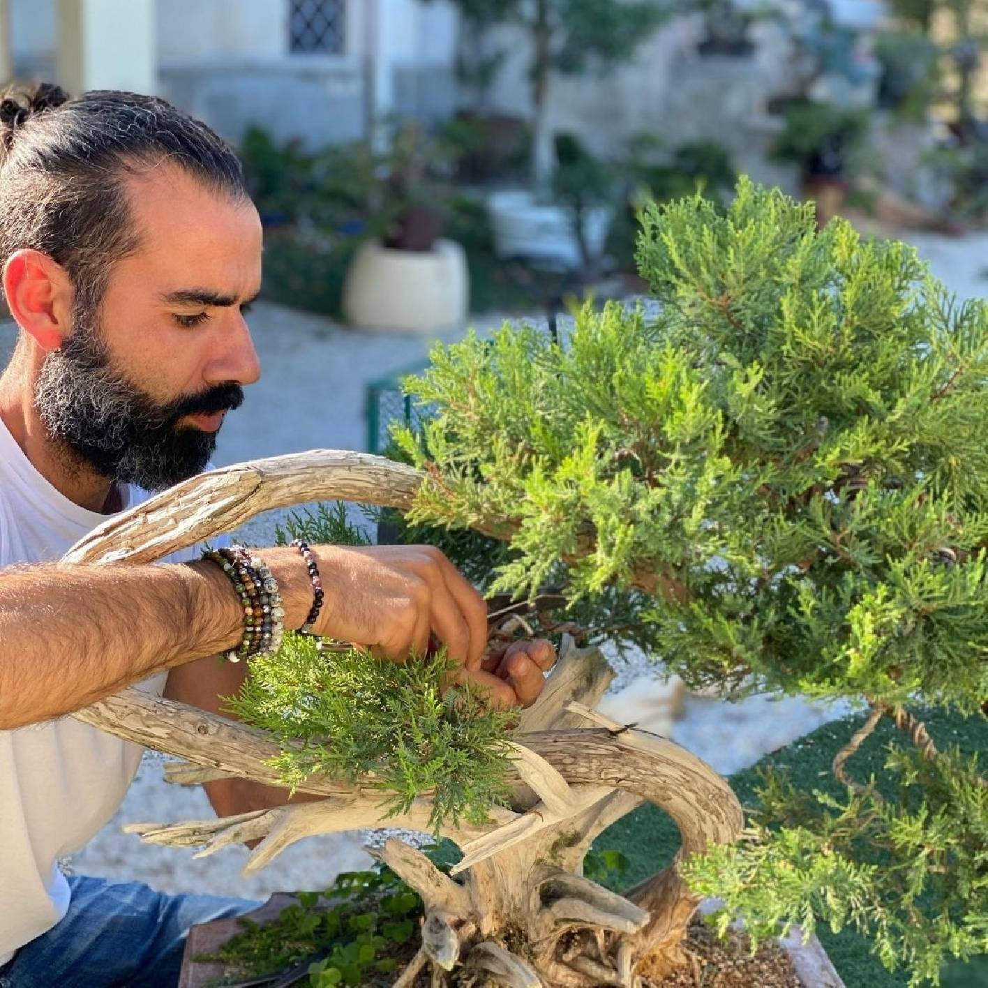 PILLOLE BONSAI