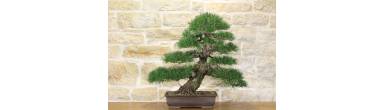 Bonsai Pino Nero: Guida Completa, Candele e Cura (Kuromatsu)