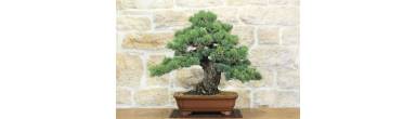 Bonsai Pino Bianco Pentaphylla: Guida Completa e Cura (Goyomatsu)
