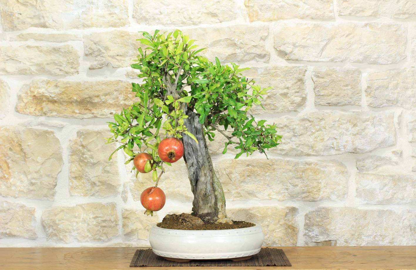 Bonsaï Grenadier : guide complet, Nejikan et fruits