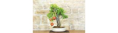 Bonsai Melograno: Guida Completa, Varietà Nejikan e Frutti